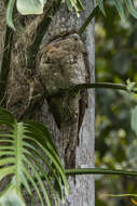 Image of frogmouths