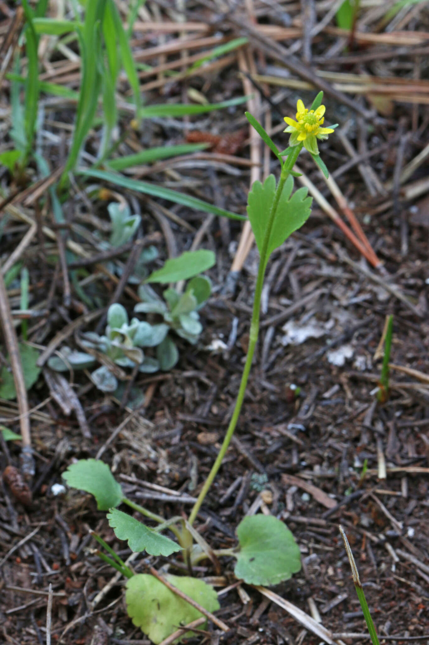 Image of <i>Ranunculus <i>inamoenus</i></i> var. inamoenus