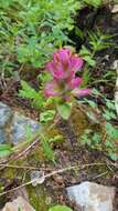 Image of Castilleja rhexifolia Rydb.