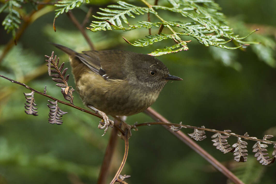 Image of Brown Scrubwren