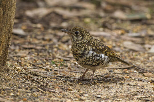 Image of Bassian Thrush