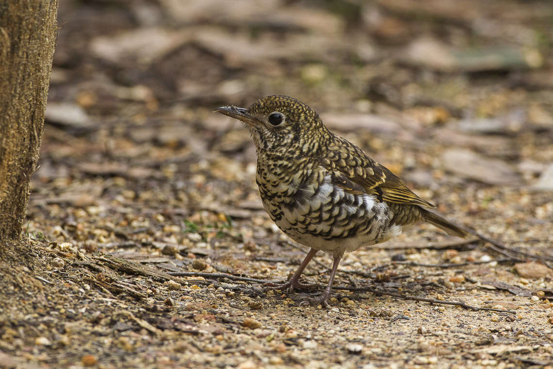 Plancia ëd Zoothera lunulata (Latham 1801)