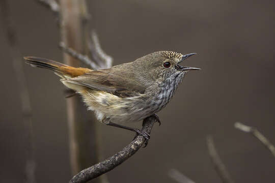 Image of Inland Thornbill