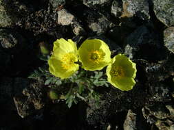 Image of Papaver pulvinatum A. Tolmatch.