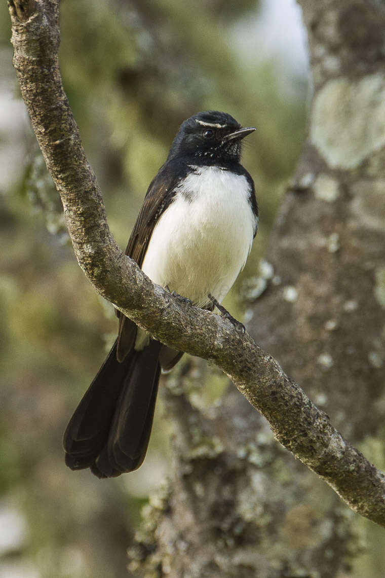 Image of Willie Wagtail