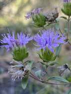 Imagem de Monardella breweri subsp. microcephala (A. Gray) Elvin & A. C. Sanders