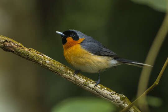 Image of Spectacled Monarch