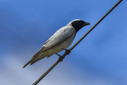 Image of Black-faced Cuckoo-shrike