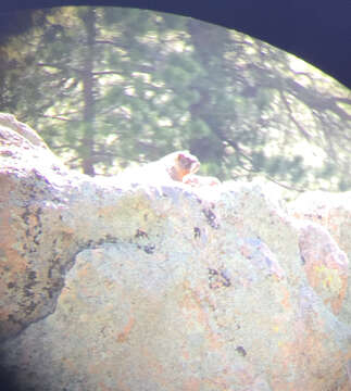 Image of Marmota subgen. Petromarmota Steppan et al. 1999