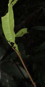 Image of Acridocarpus natalitius A. Juss.