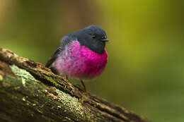 Image of Pink Robin