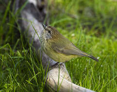 Image of Striated Thornbill