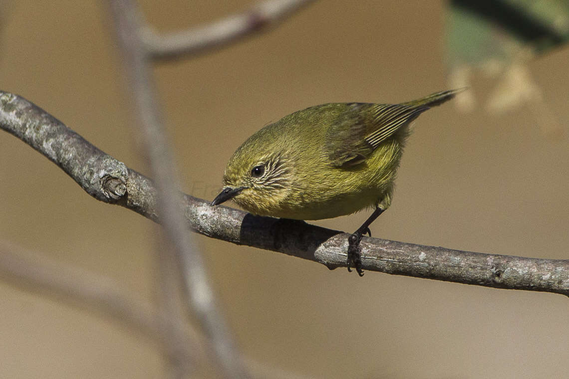 Image of Yellow Thornbill