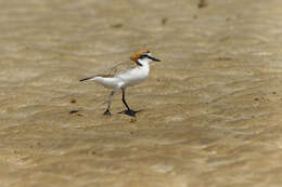 Image of Red-capped Dotterel