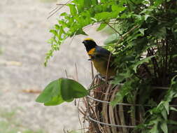 Image of Yellow-crowned Euphonia