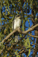 Imagem de Coracina papuensis (Gmelin & JF 1788)