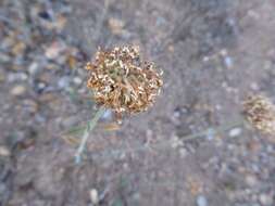 صورة Monardella hypoleuca subsp. lanata (Abrams) Munz