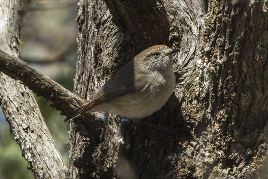 Image of Chestnut-rumped Thornbill