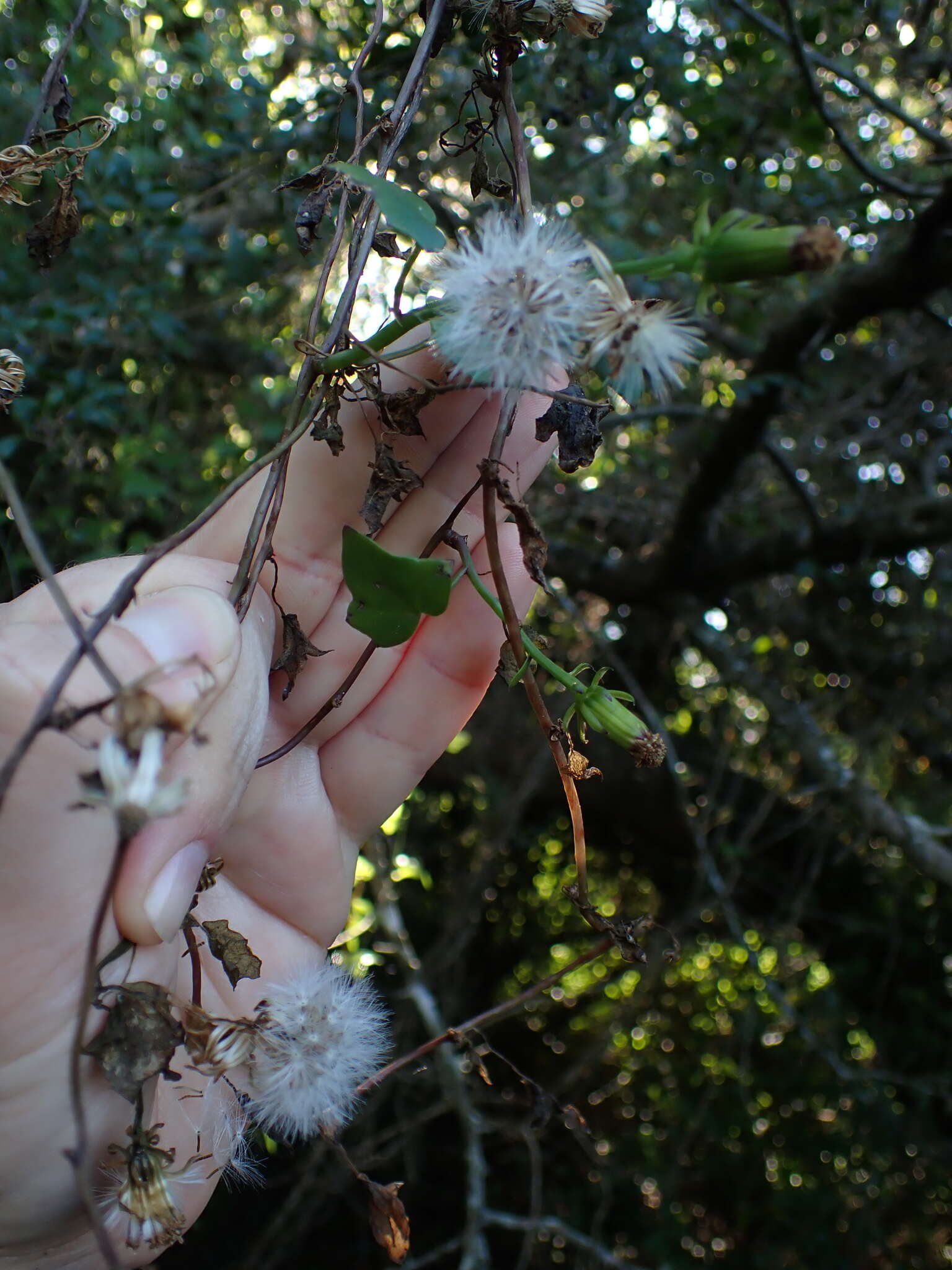 Image of Senecio quinquelobus (Thunb.) DC.