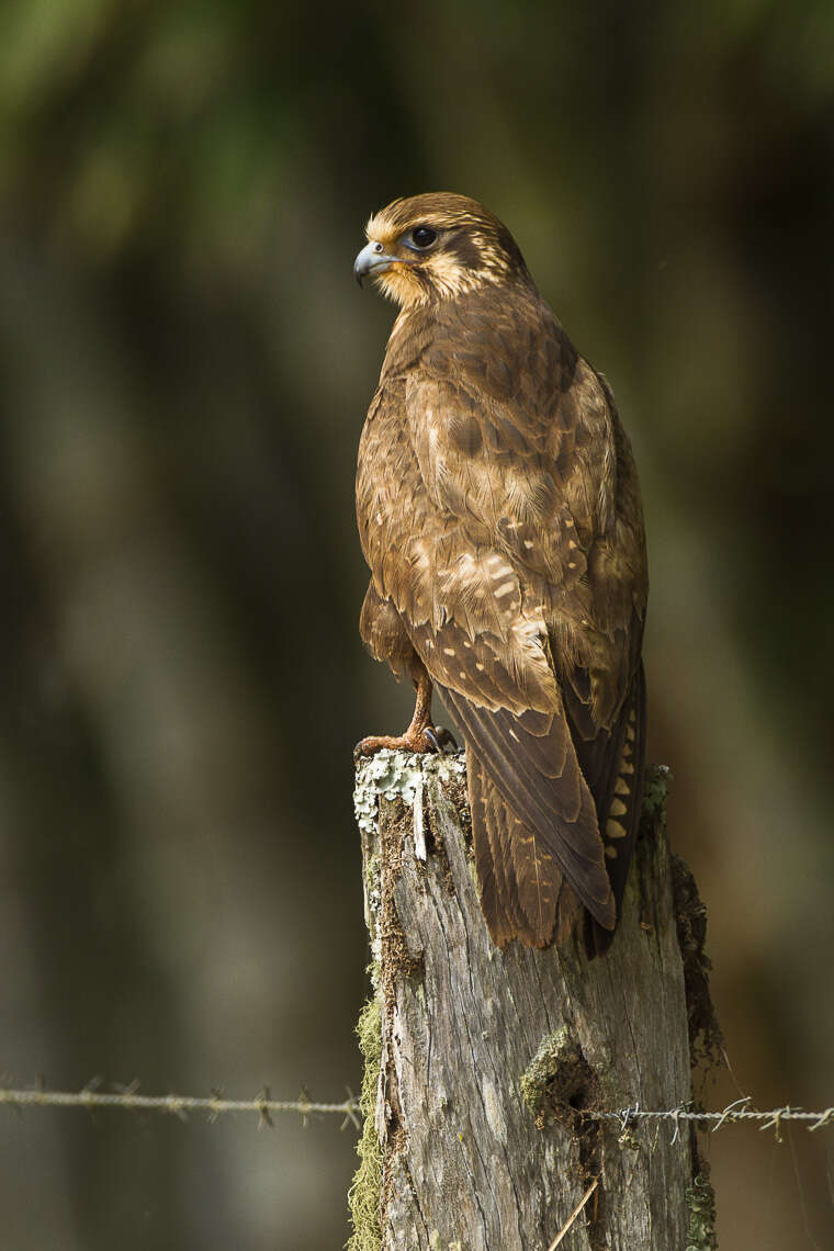 Image of Brown Falcon