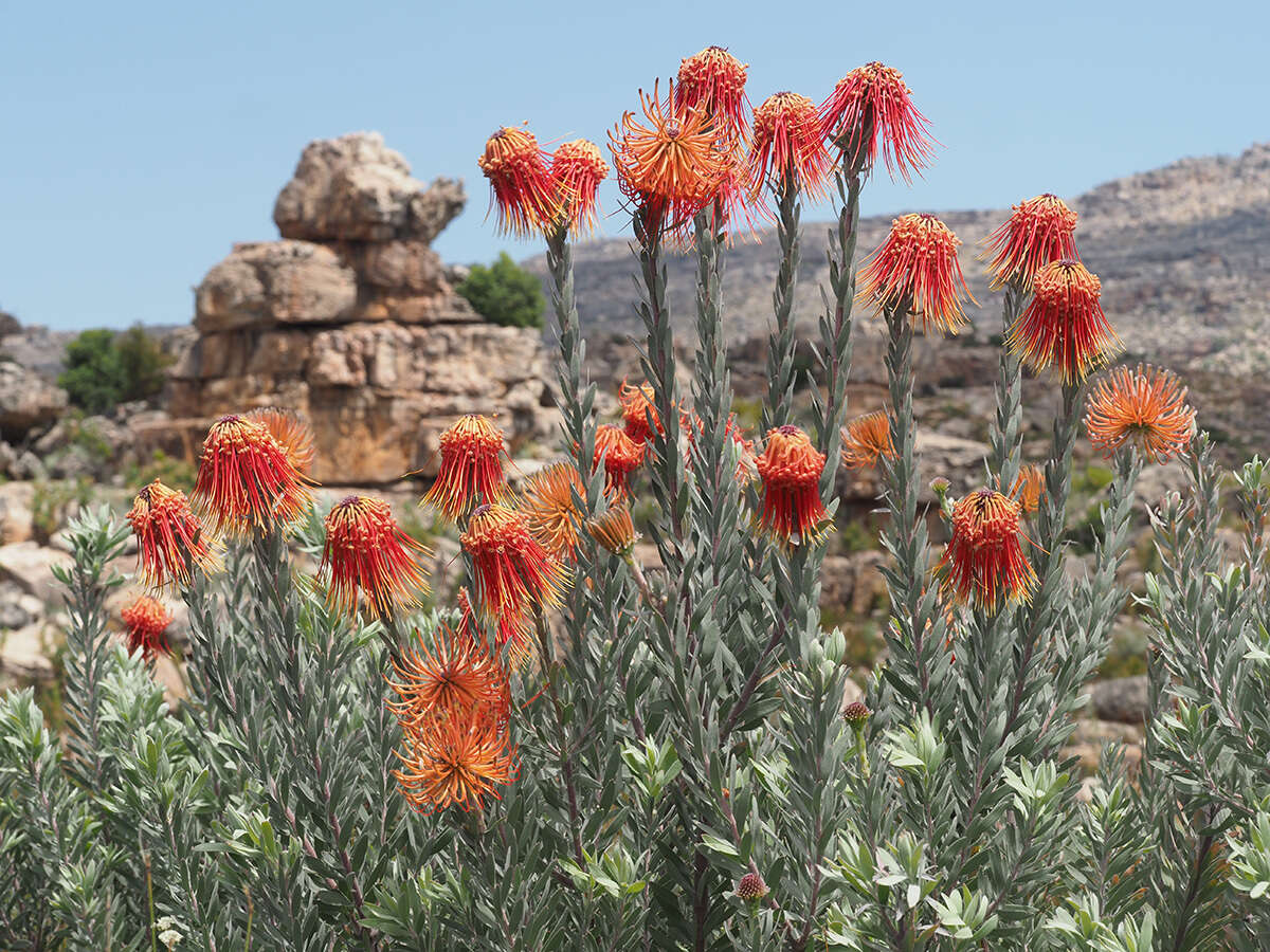 Sivun Leucospermum reflexum Buek ex Meissn. kuva