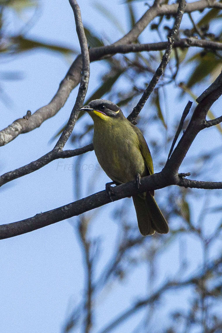 صورة Lichenostomus cratitius (Gould 1841)