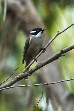 Image of Strong-billed Honeyeater