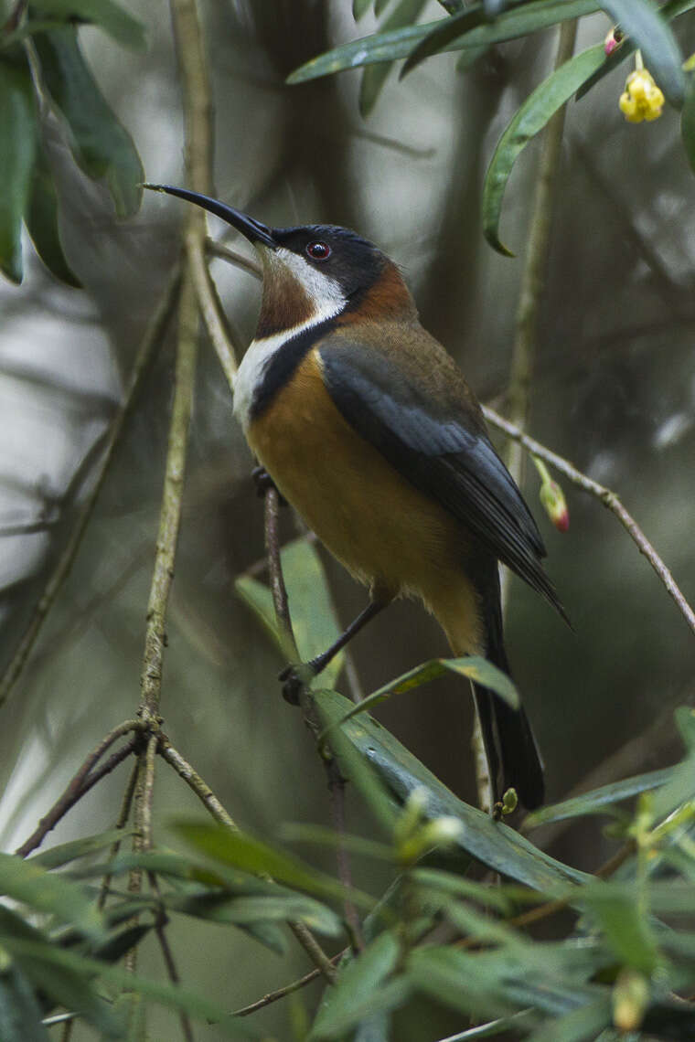 Plancia ëd Acanthorhynchus Gould 1837