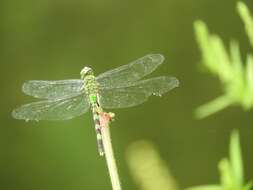 Image of Great Pondhawk