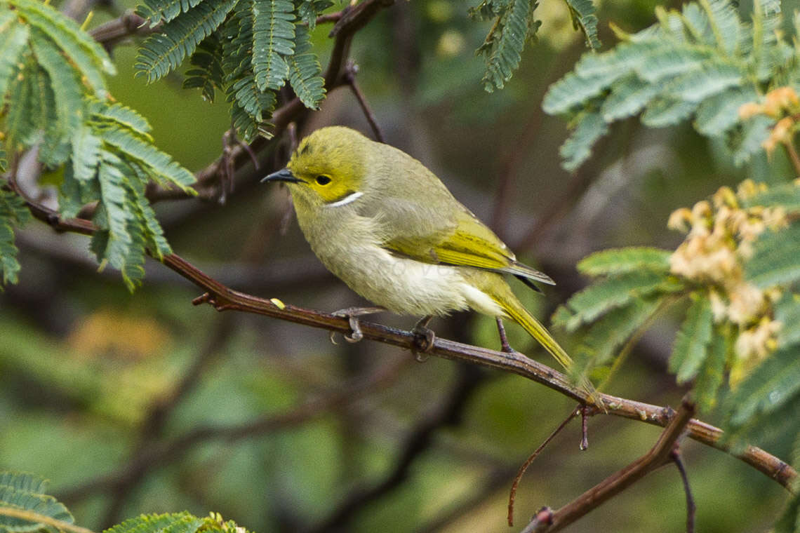 Image of White-plumed Honeyeater