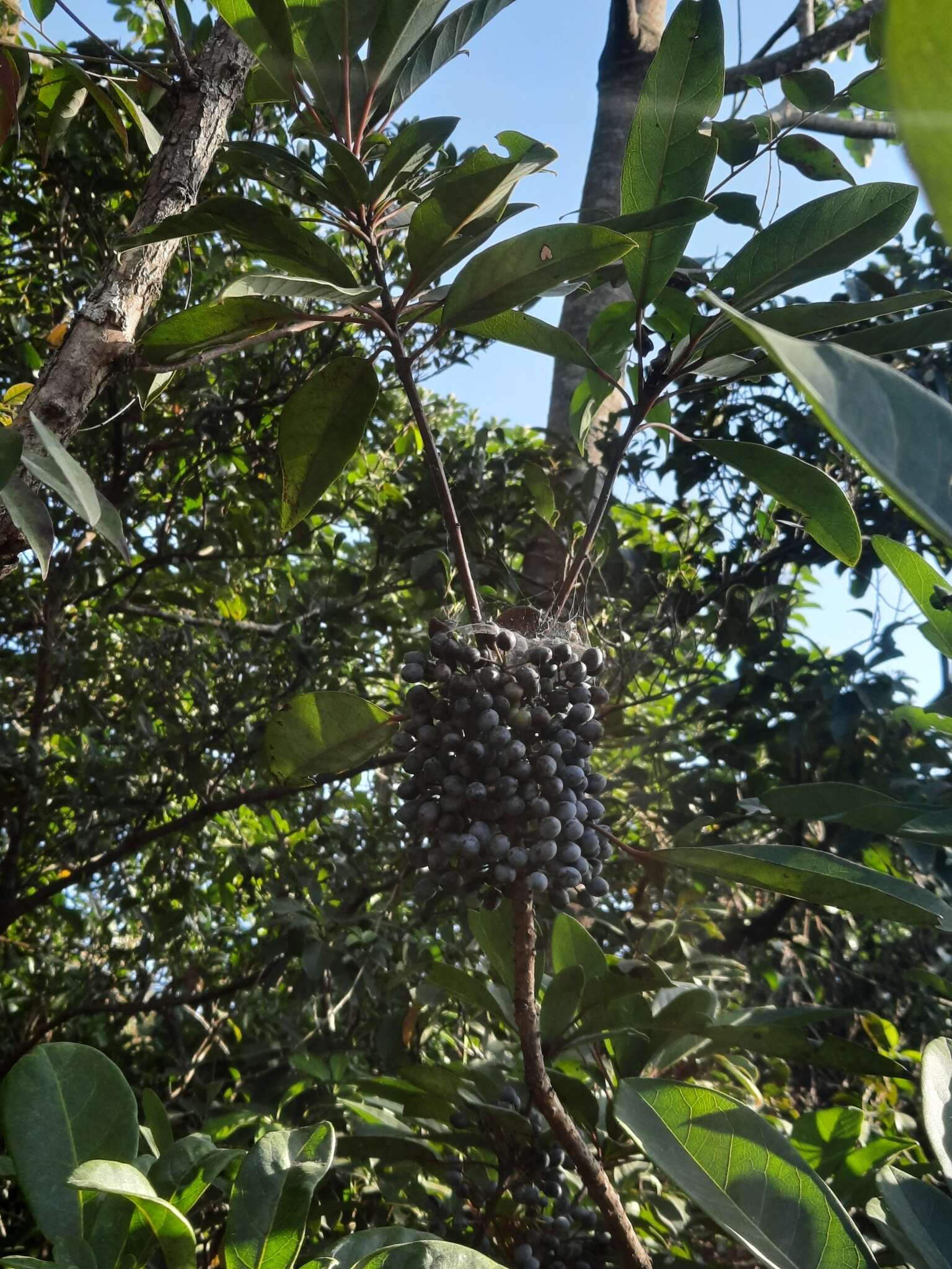 Image of Daphniphyllum calycinum Benth.