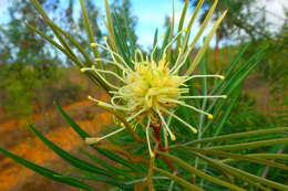 Imagem de Grevillea banksii R. Br.