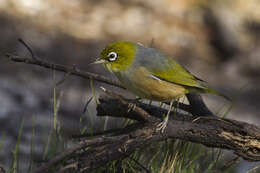 Image of Silvereye