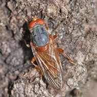 Imagem de Brachyopa maculipennis Thompson 1980