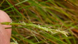 Image of Carex aucklandica (Hamlin) K. A. Ford