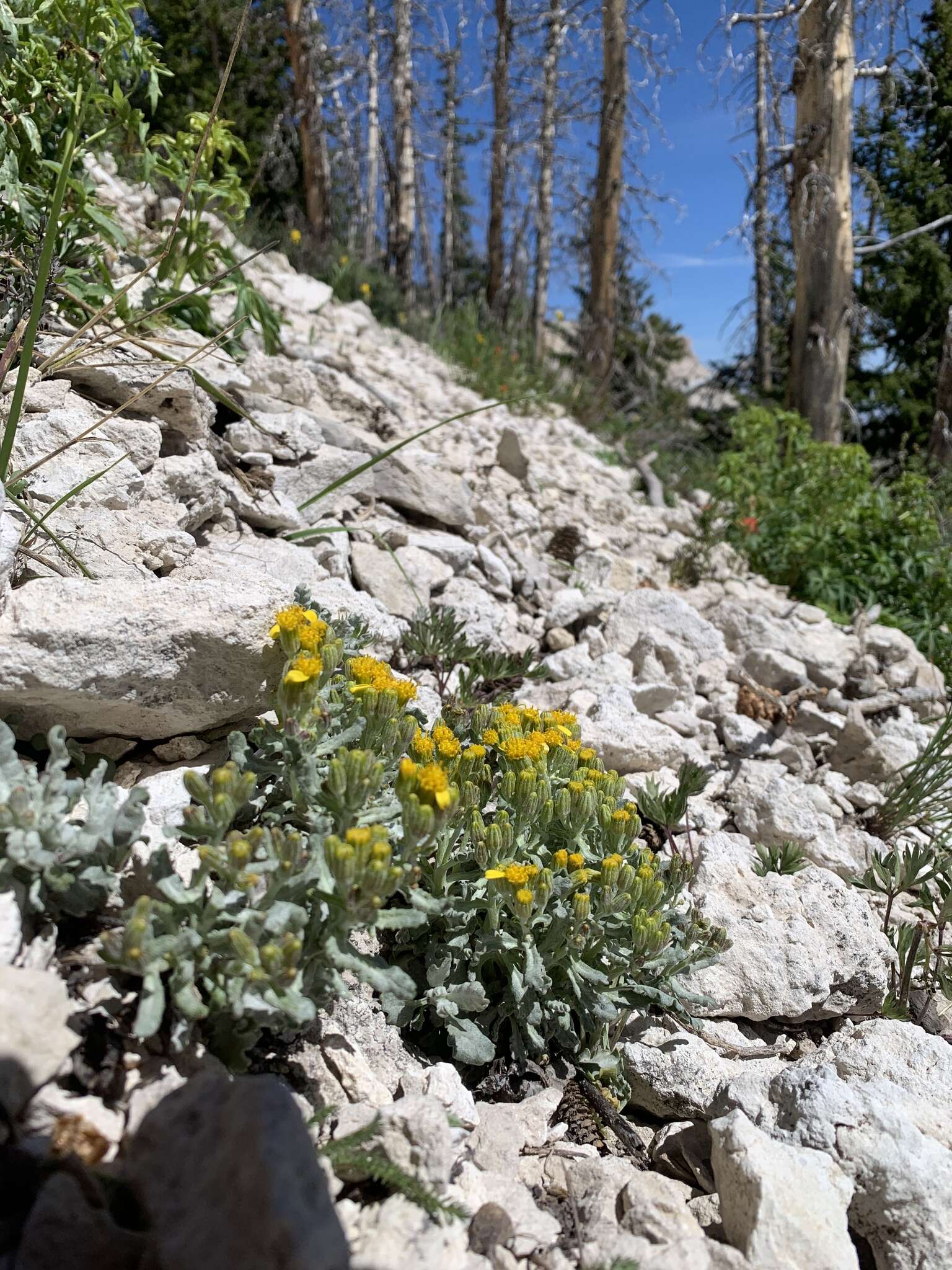 Image of Musinea ragwort