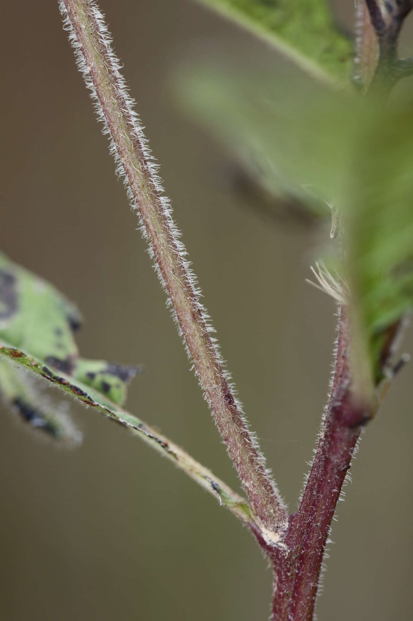 <i>Vernonia <i>gigantea</i></i> subsp. gigantea resmi