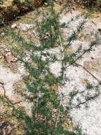 Image of Spiny Asparagus