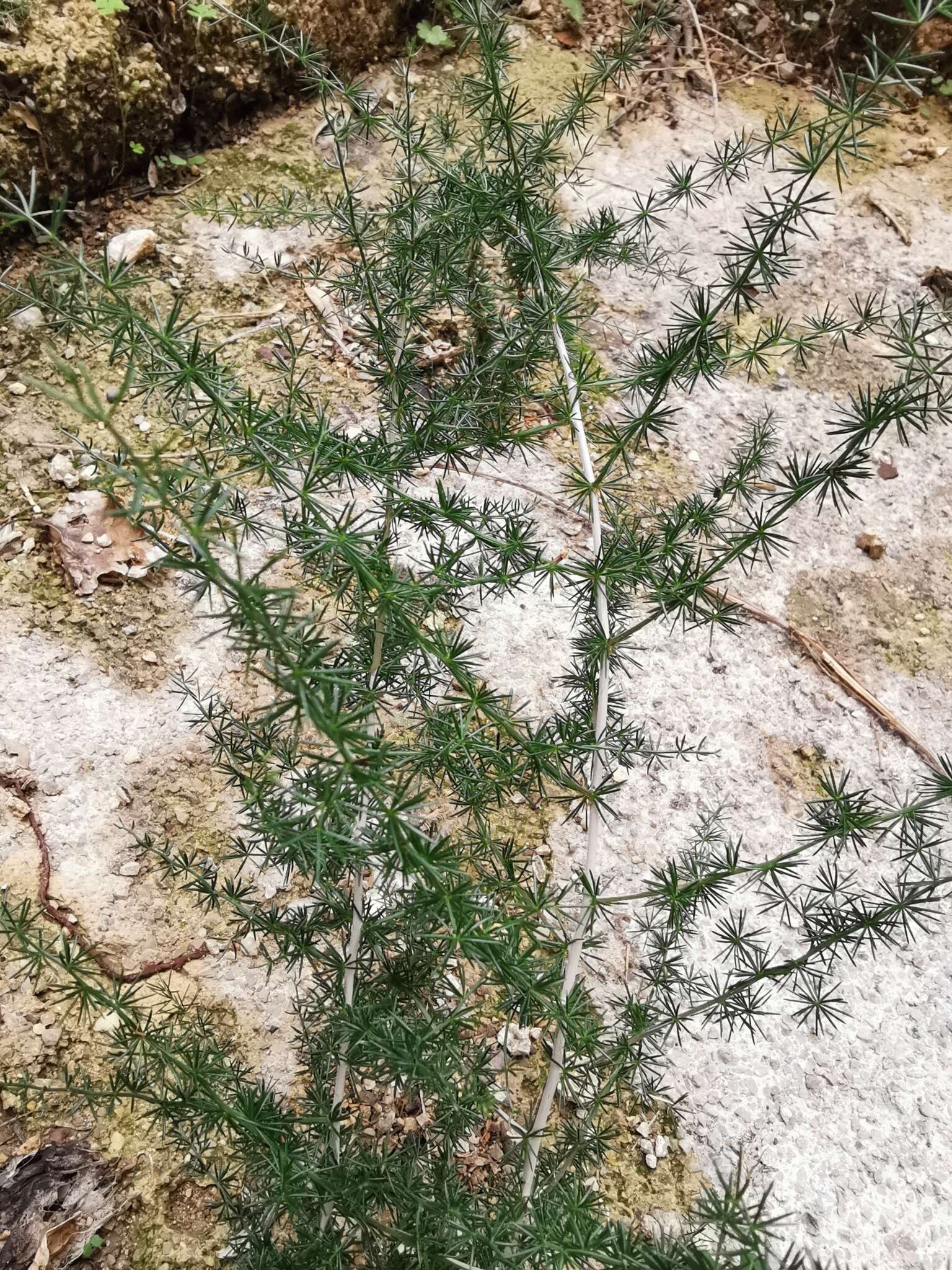 Image of Spiny Asparagus