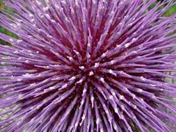 Image of woolly thistle