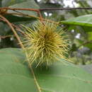 Image of Sloanea zuliaensis Pittier