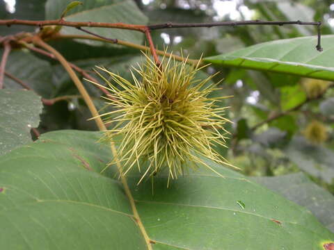 Imagem de Sloanea zuliaensis Pittier