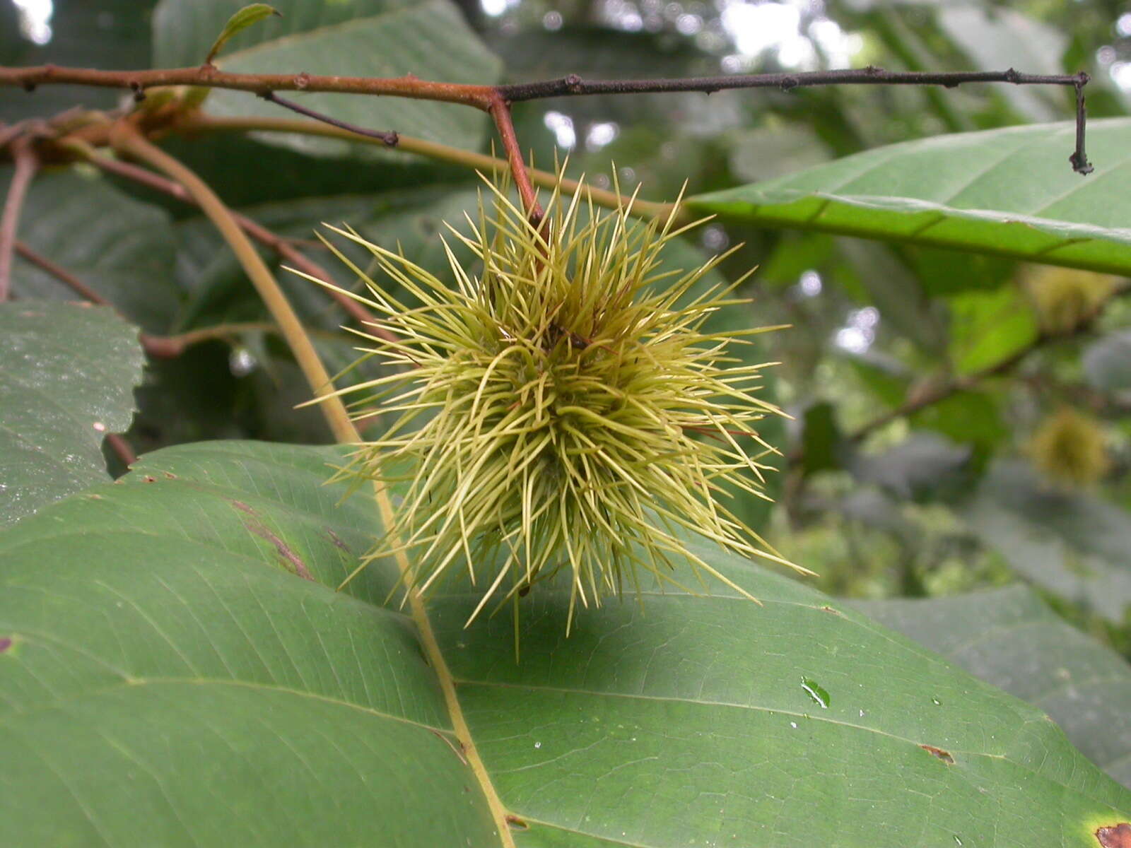 Image of Sloanea zuliaensis Pittier