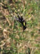 Image of blue moor grass