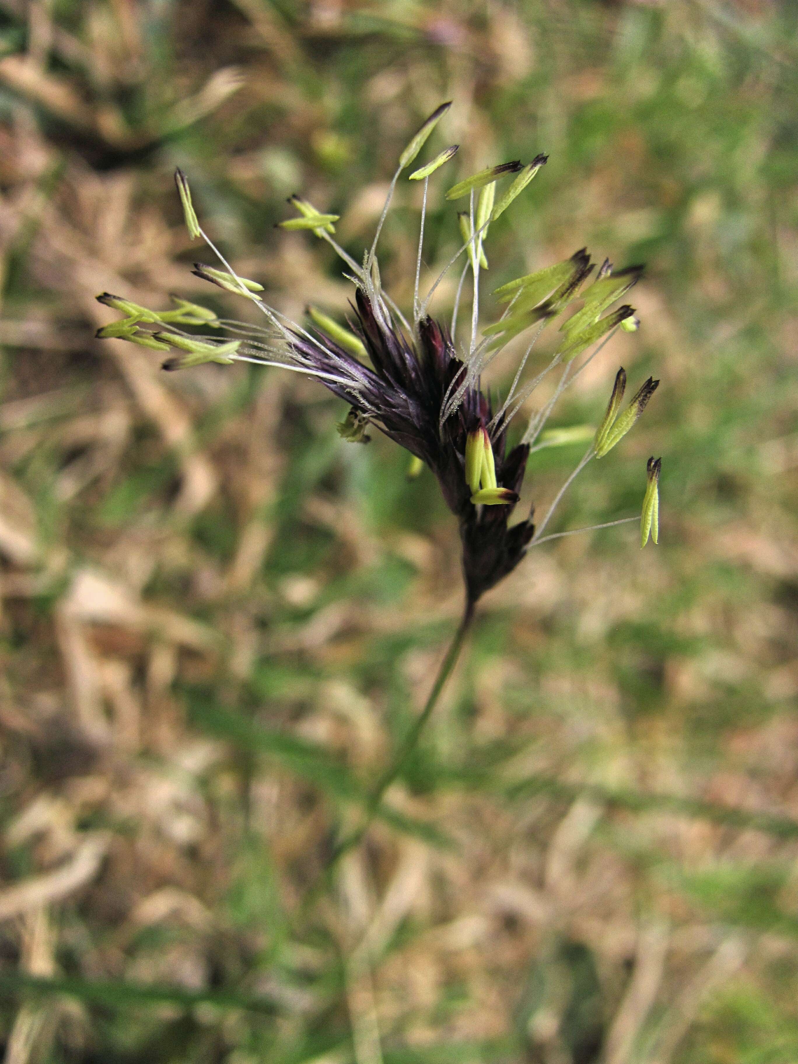 Image of blue moor grass