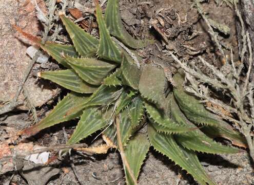 Image of Haworthia mirabilis var. sublineata (Poelln.) M. B. Bayer