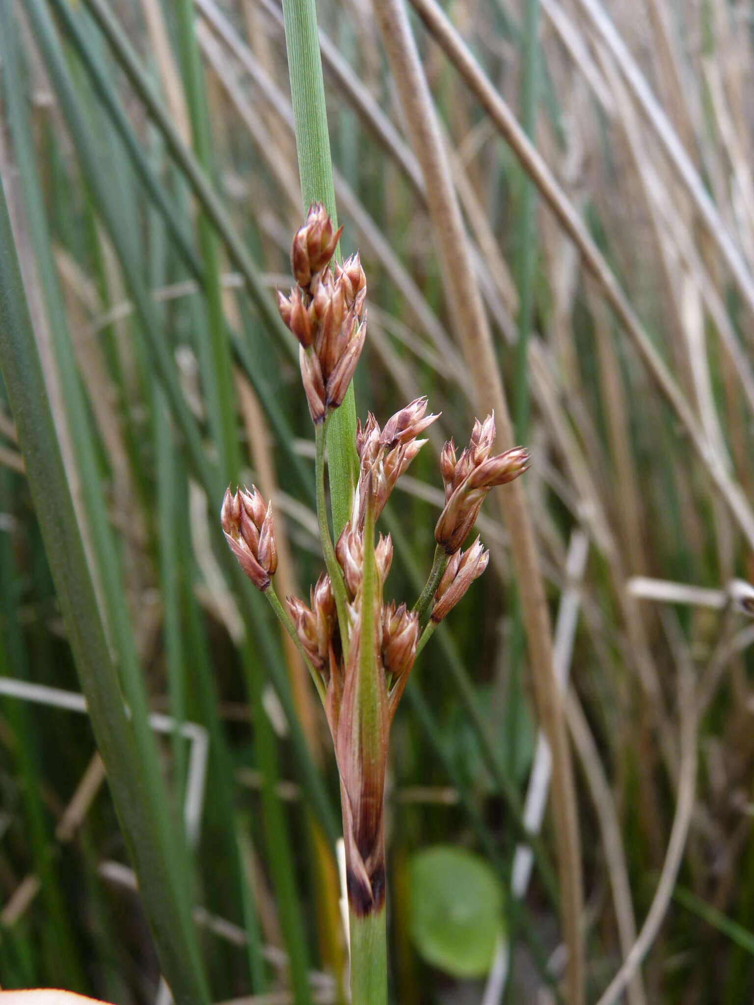 Image of needlegrass rush