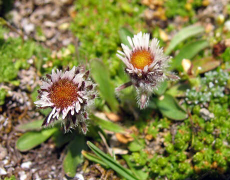 Image of oneflower fleabane