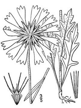 Image of Common perennial gaillardia