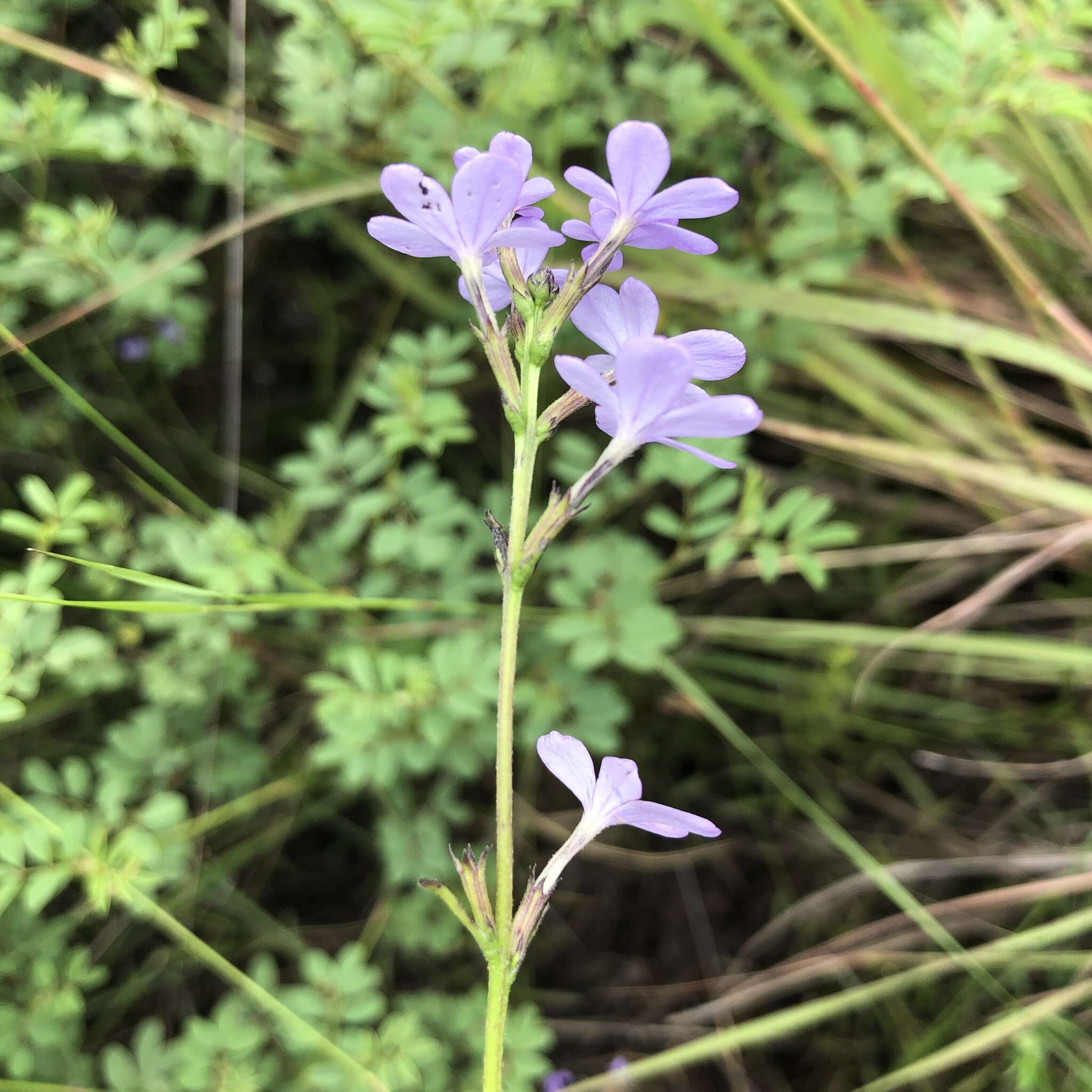 <i>Buchnera longespicata</i> resmi